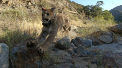 Mountain Lion Killed in Oceanside