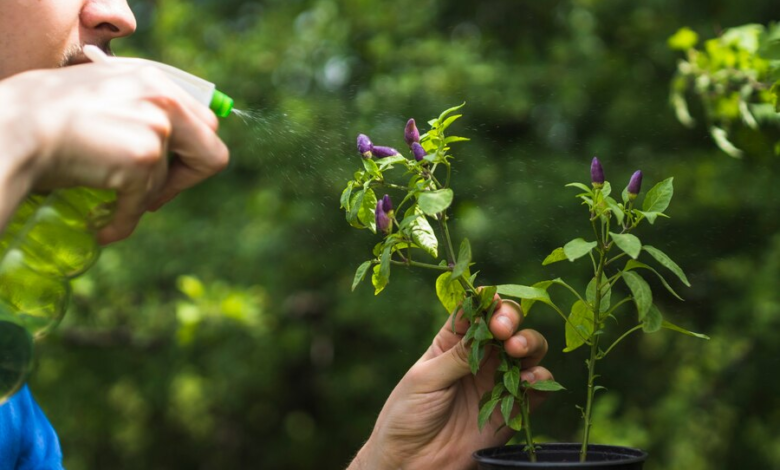 Plant Growth