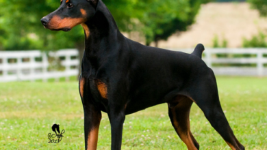 Doberman Pinscher