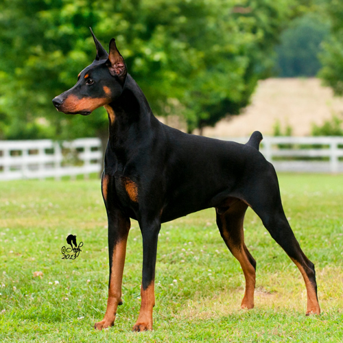 Doberman Pinscher